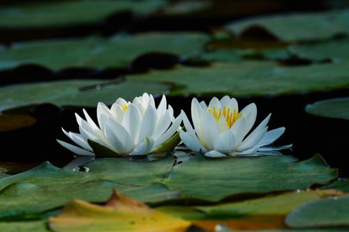 Free Beautiful white water lilies with yellow centers floating on a pond, surrounded by green lily pads. Stock Photo