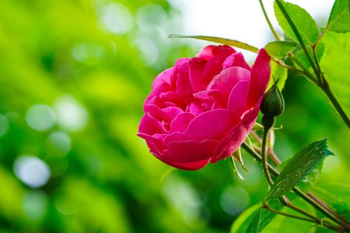 Free Close-up of a vibrant pink rose in full bloom against a lush green background. Stock Photo