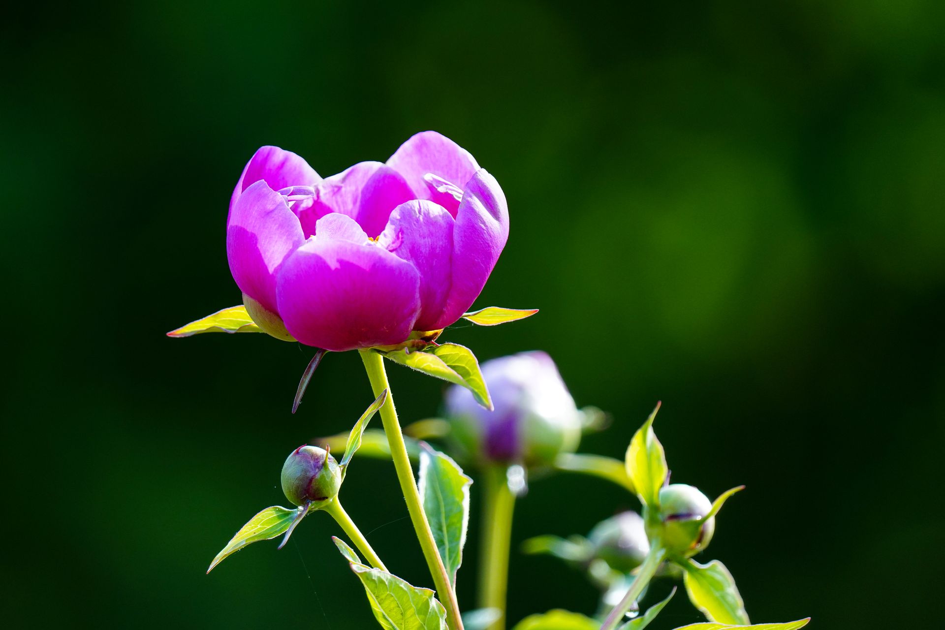 Close-up of a vibrant pink Chinese peony flower in full bloom against a lush green background.