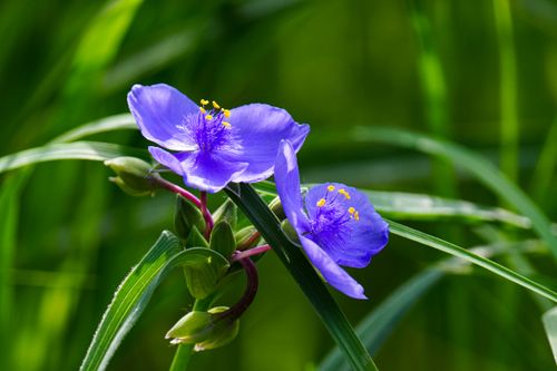 Free Vibrant purple Virginia Spiderwort flowers in full bloom against a green background. Stock Photo