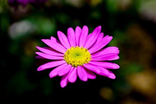 Purple Flower in Close-Up Photography