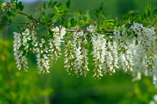 Free Close-up of fresh white Acacia flowers blooming against a vibrant green backdrop. Stock Photo