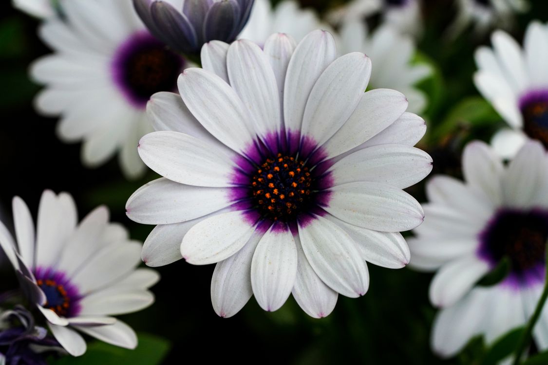 Photo Bloom Close-Up Shot of Flowers in Bloom · Free Stock Photo