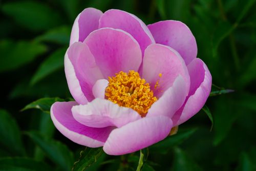 Free Close-up of a blooming pink peony with a vibrant yellow center, set against green foliage. Stock Photo