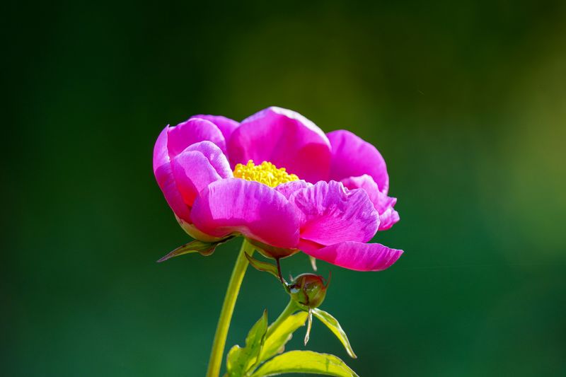 pink peony flower delivery Romania