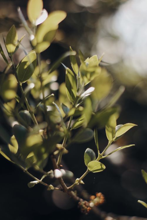 Free A detailed view of green leaves bathed in warm sunlight, capturing the essence of nature. Stock Photo