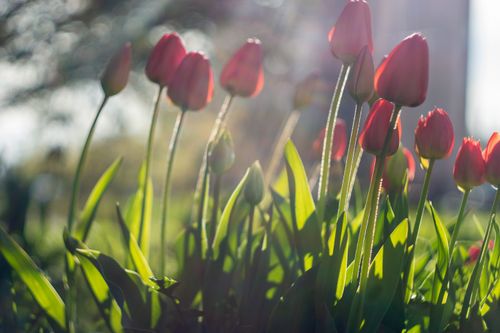 Free Bright red tulips basking in spring sunlight create a vibrant, fresh scene. Stock Photo