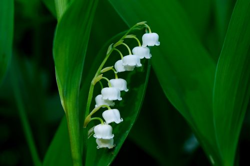 Free Close-up of white lily of the valley flowers with vibrant green leaves, showcasing delicate floral beauty. Stock Photo