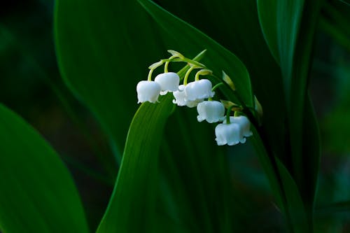 Small Flower in a Woven Basket · Free Stock Photo