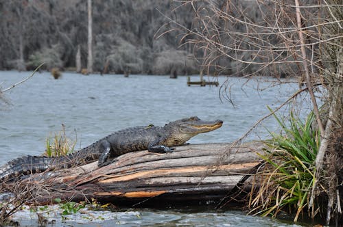 Gratis arkivbilde med alligator, dyr, dyrefotografering