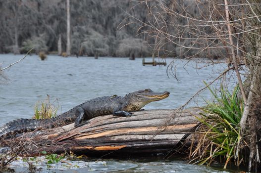 Swamp airboat with Cajun guide — New Orleans
