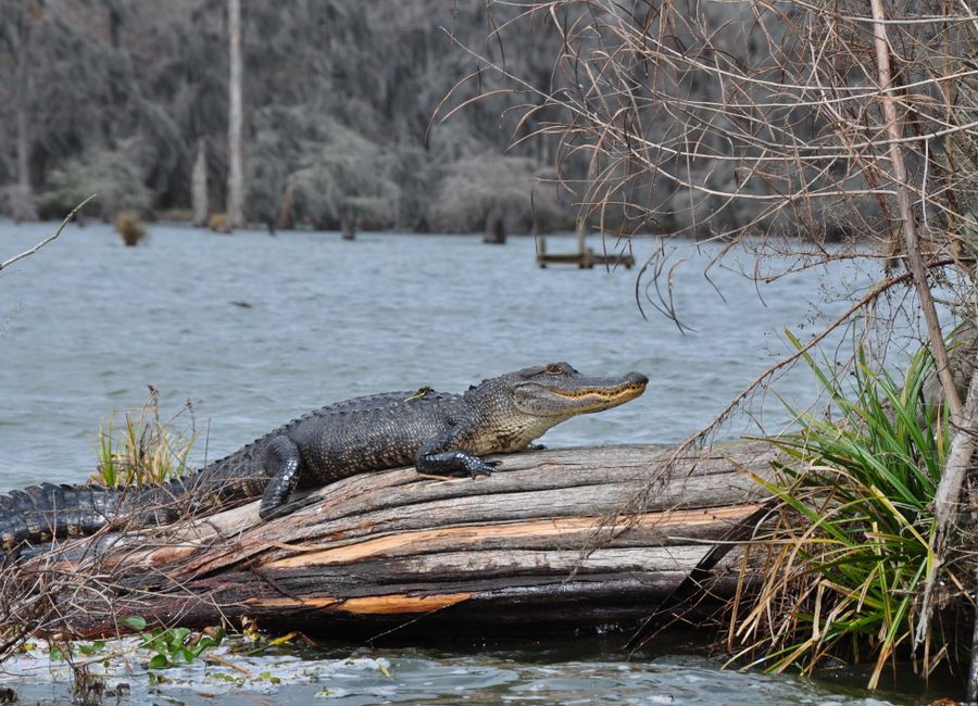 An American alligator lounges on a log in a serene Louisiana swamp, showcasing wildlife in its natural habitat.