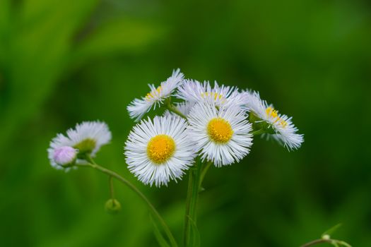 Close-up Photo of Philadelphia Fleabane Flowers 