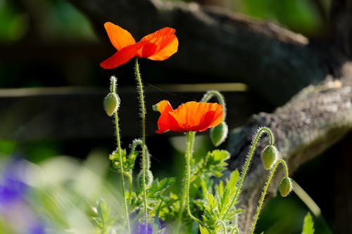 無料 ケシの花, フローラ, 成長の無料の写真素材 写真素材