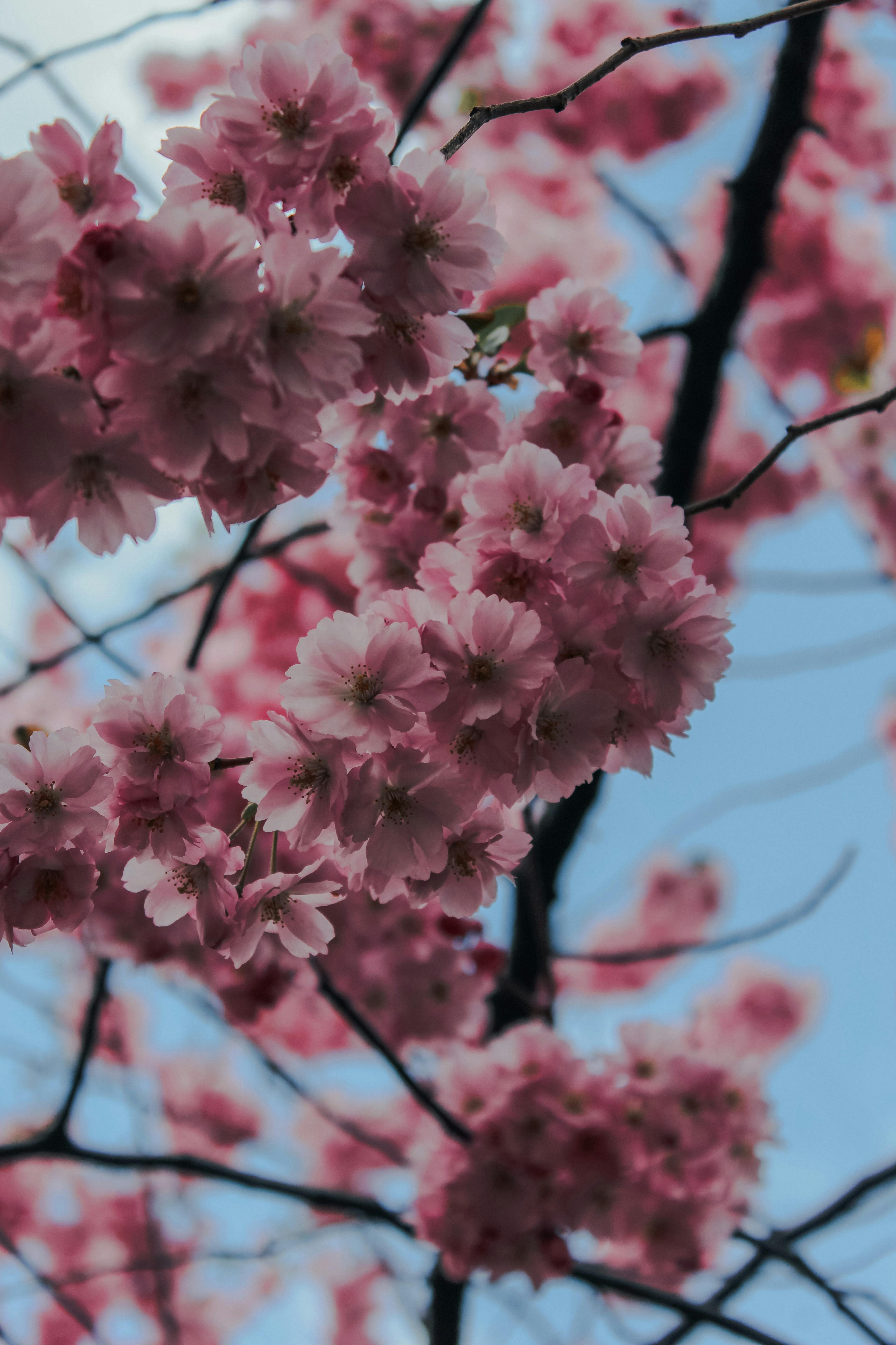 Cherry Blossom on a Flowering Tree · Free Stock Photo