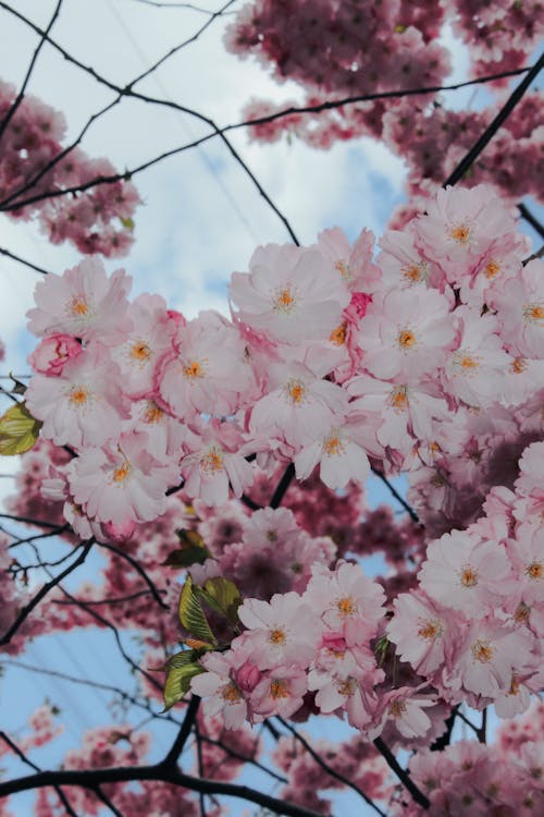 Pink Cherry Blossoms in Bloom