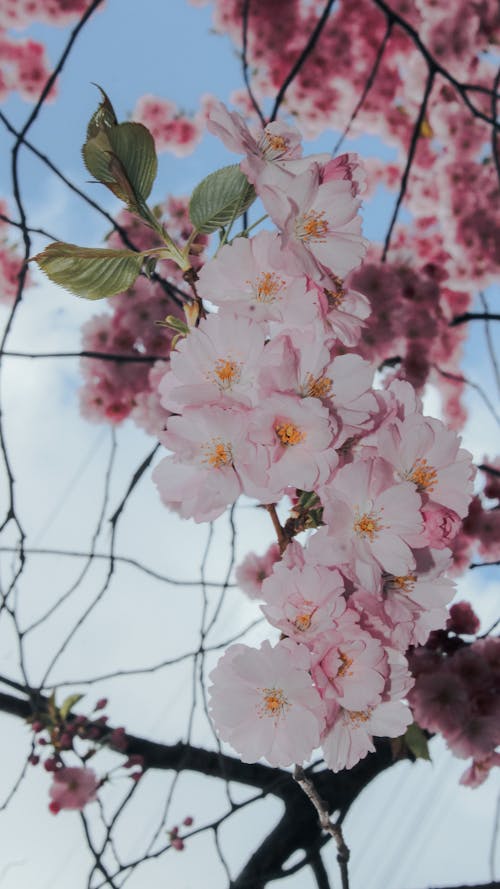Ingyenes stockfotó cseresznyevirágok, függőleges lövés, japáncseresznye témában Stockfotó