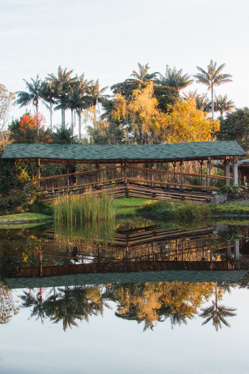 Free Peaceful view of a wooden bridge over a lake with tropical surroundings in Bogotá, Colombia. Stock Photo
