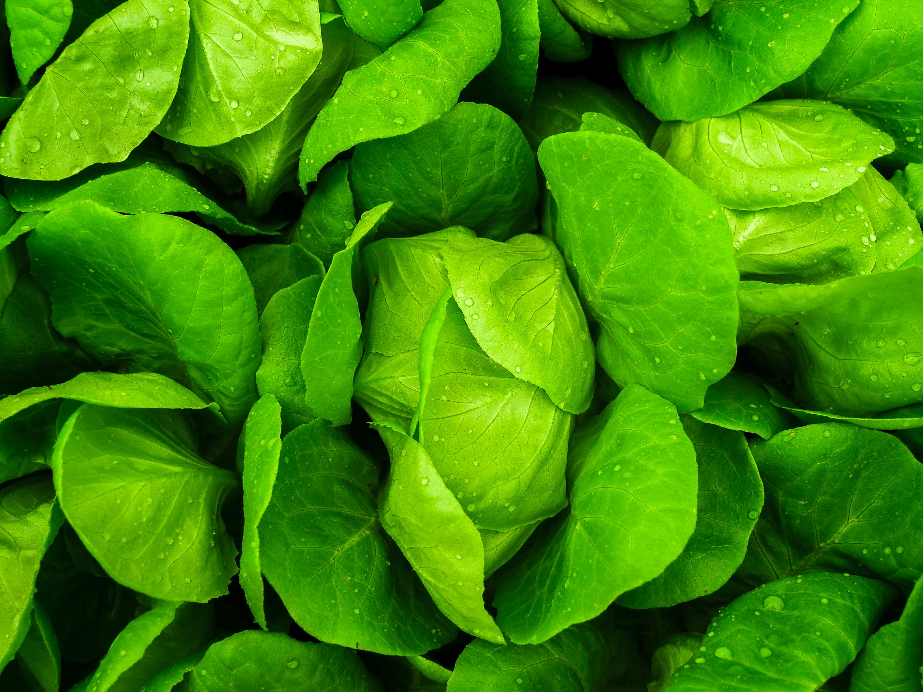 50+ Great Lettuce Photos · Pexels · Free Stock Photos