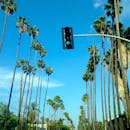 晴朗的蓝天下，高大的棕榈树排成一行，绿色的交通信号灯亮着