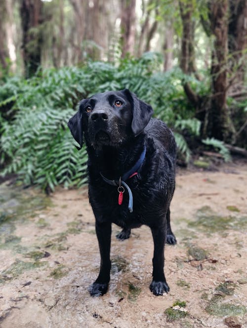 Free Black Labrador Retriever With Leash Stock Photo