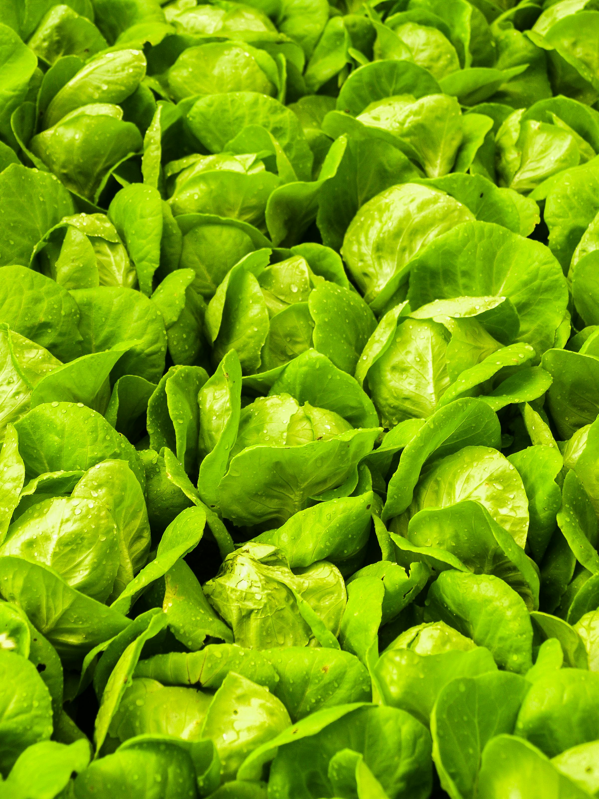 Vegetable garden with fresh produce