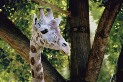 Close-Up Photography of Giraffe