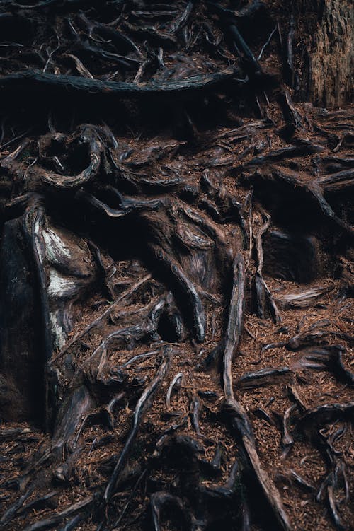 Darmowe zdjęcie z galerii z ciemny, drewno, drzewo