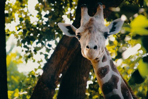 Ücretsiz Yakın çekim Zürafa Fotoğrafçılığı Stok Fotoğraflar