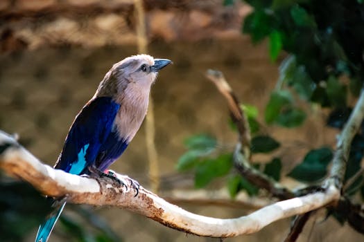 一只羽毛鲜艳、充满活力的鸟优雅地栖息在树枝上