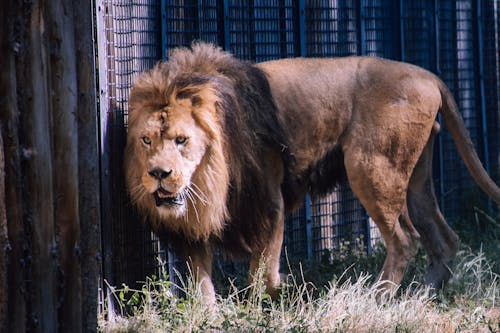 Free Zdjęcie Lion Inside Cage Stock Photo
