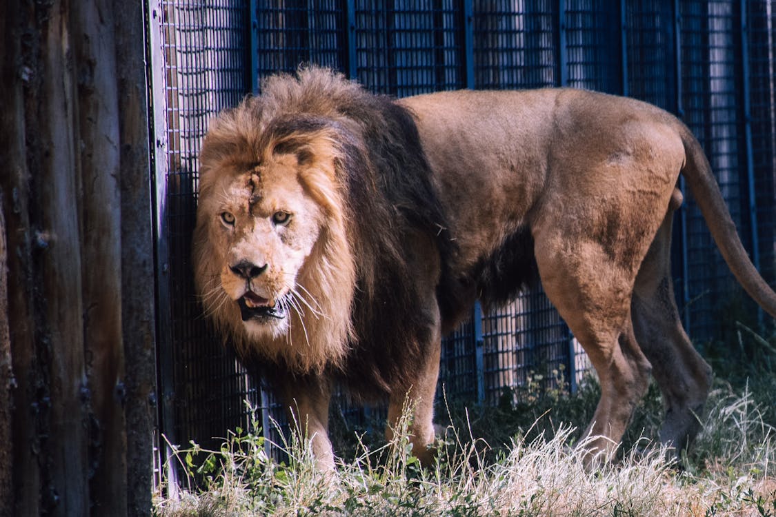 Free Photo of Lion Inside Cage Stock Photo