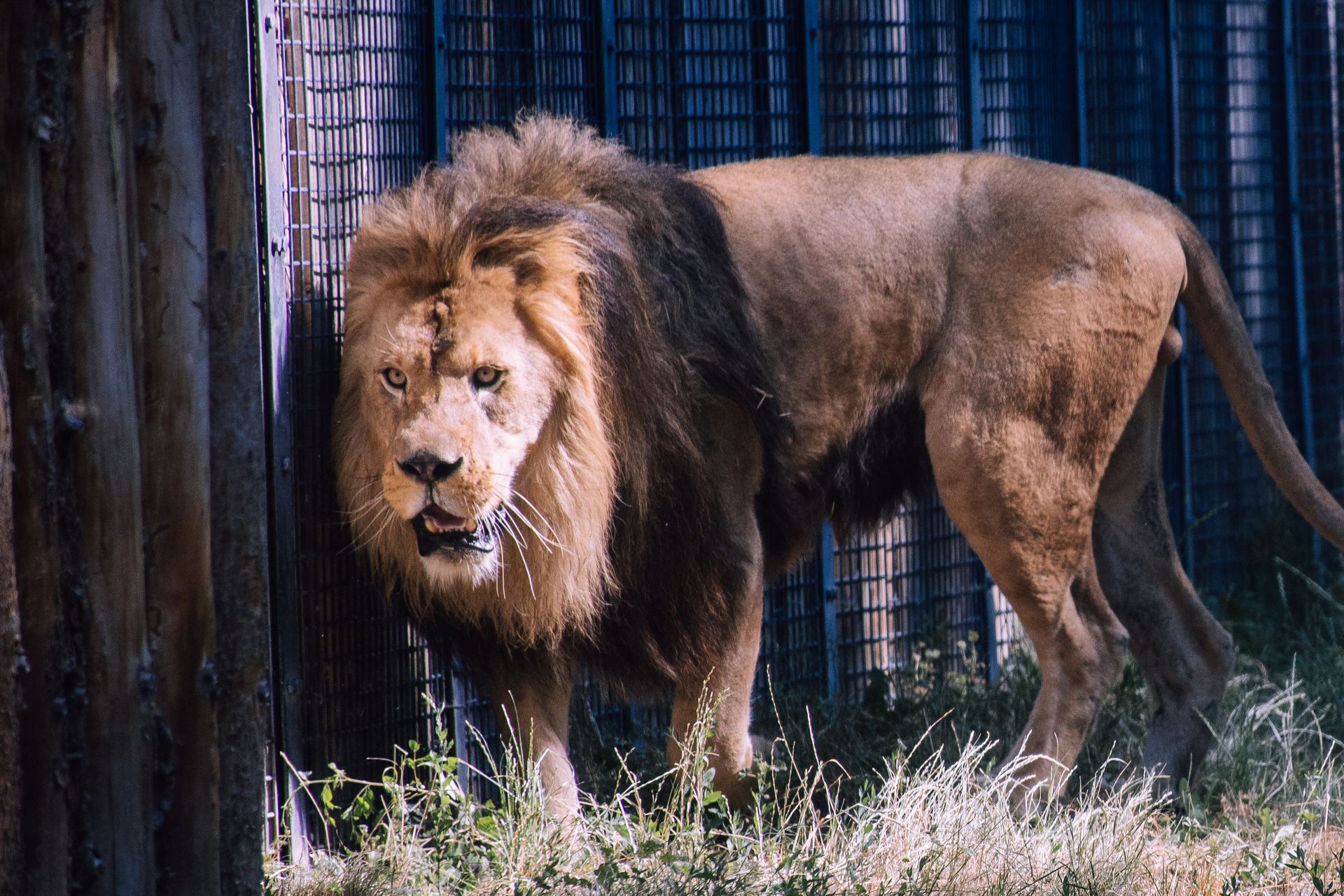 Photo of Lion Inside Cage