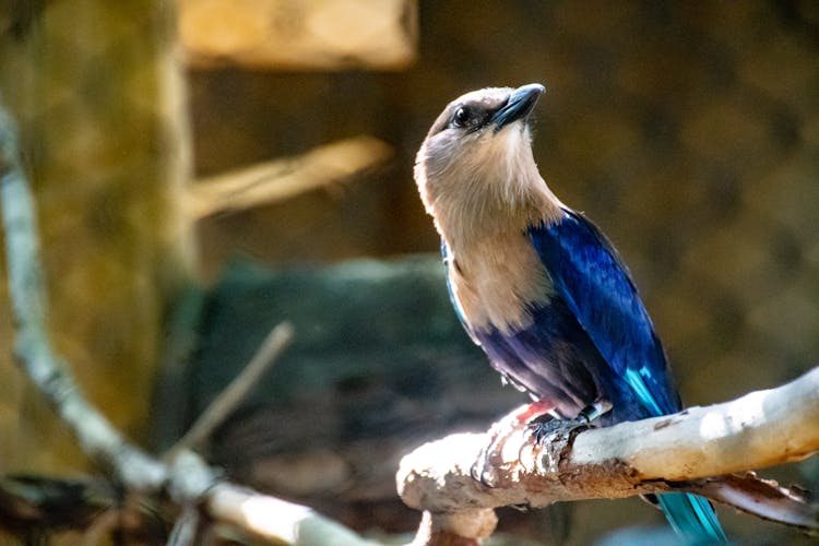 Indian Roller Bird Perched On Branch Of Tree