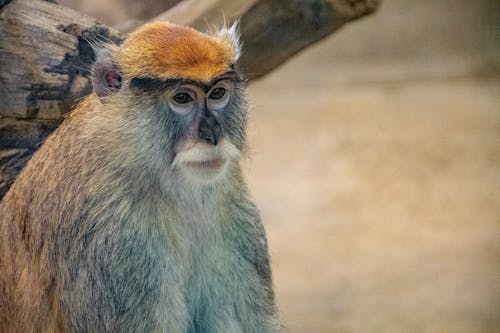 Селективный фокус фото серой обезьяны