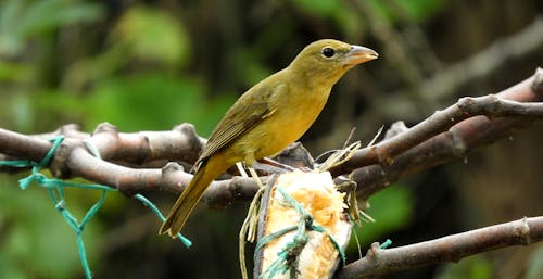 Free naturaleza  fauna aves pajaros colombia Stock Photo