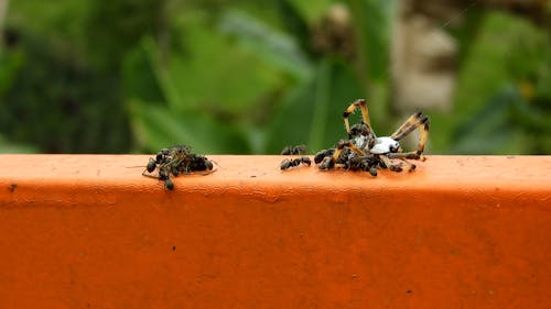 Free naturaleza insectos  araña  hormigas colombia Stock Photo