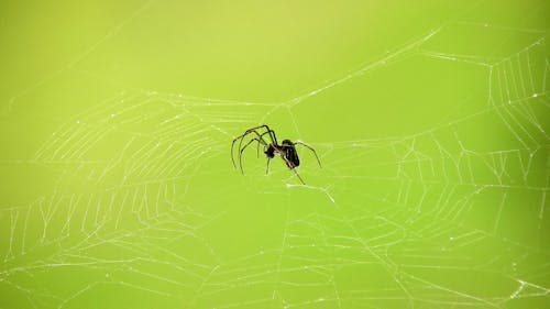 Free naturaleza  insectos  arañas telarañas colombia Stock Photo