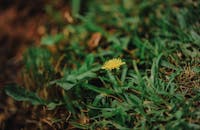 特写镜头中，充满活力的绿色草地上盛开的花朵，展示着自然之美