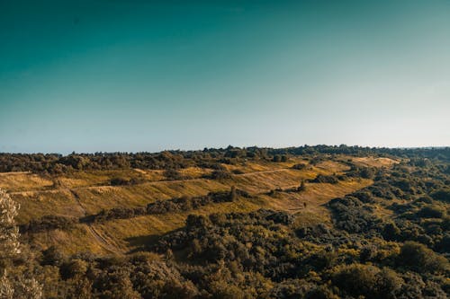 Aerial View of Forest