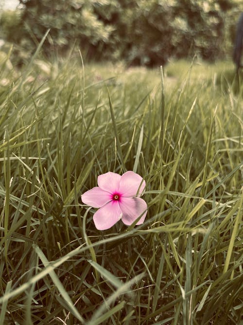 Pink Flower on Green Grass
