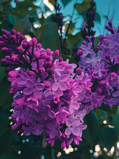 Fotos de stock gratuitas de belleza en la naturaleza, flores pequeñas, fondo lila