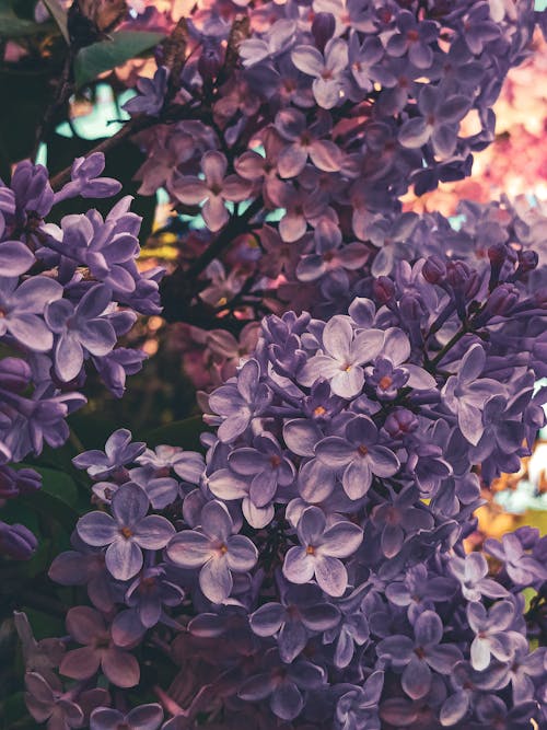 Fotos de stock gratuitas de ambiente relajado, flores pequeñas, fondo de pantalla de flores