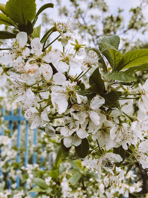 フローラ, リンゴの花, 咲くの無料の写真素材