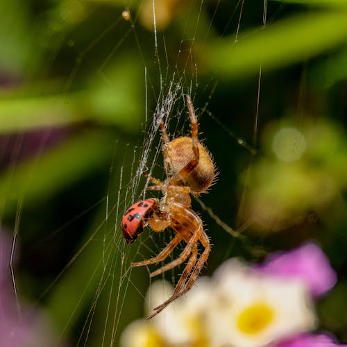 Fotos de stock gratuitas de animal, arácnido, araña