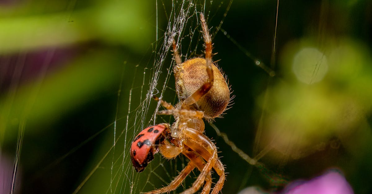 How do I kill a spider without going near it