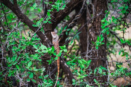 Free Brown and White Lizard on Brown Tree Branch Stock Photo