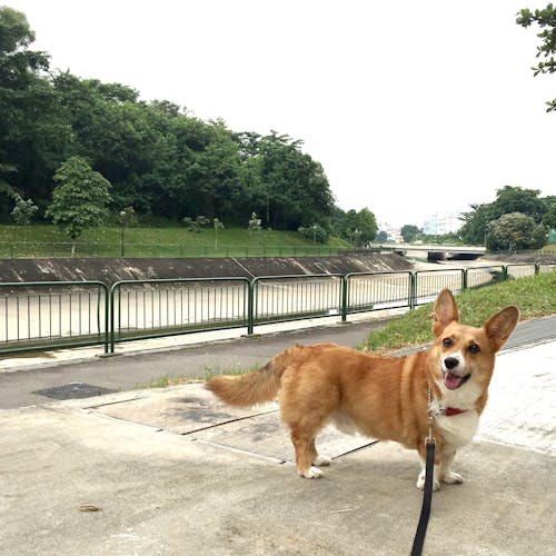 Δωρεάν στοκ φωτογραφιών με derp, doggo, pembroke welsh corgi