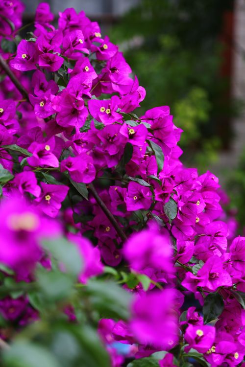 Free A stunning capture of vivid pink bougainvillea flowers blooming outdoors in spring. Stock Photo