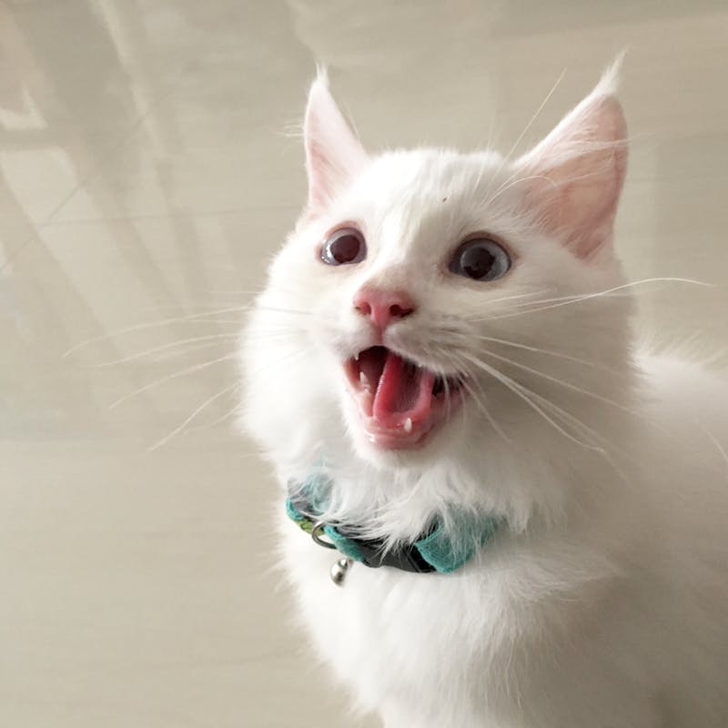 Spring Landscaping Tips for Jacksonville Homes